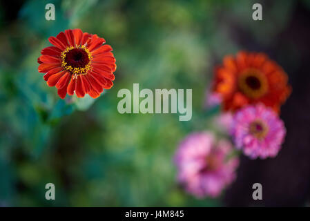 Zinnia orange unique fleur en accent contre des problèmes de mise au point arrière-plan avec plusieurs fleurs. Banque D'Images