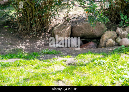 Belle à l'intérieur d'une loutre zoo Européen Banque D'Images