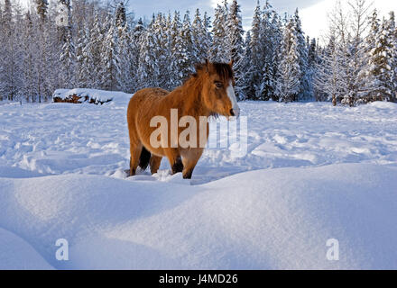 Welsh Mountain Pony debout dans les pâturages d'hiver à la neige Banque D'Images