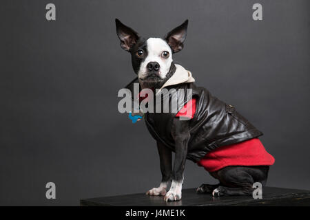 Portrait of dog wearing blouson de cuir Banque D'Images