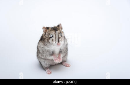 Hamster russe in front of white background portrait, hamster, Banque D'Images