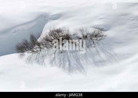 La neige a couvert un buisson avec les ombres dans l'Ötztal, Autriche. Banque D'Images