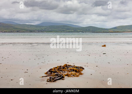 Péninsule de Dingle, comté de Kerry, Irlande - algues sur le hêtre Banque D'Images