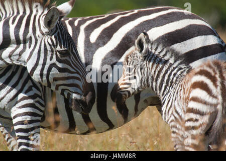 Une femelle zèbre des plaines (Equus burchelli) ressemble à un poulain de son nouveau-né. Ol Pejeta Conservancy, au Kenya. Banque D'Images