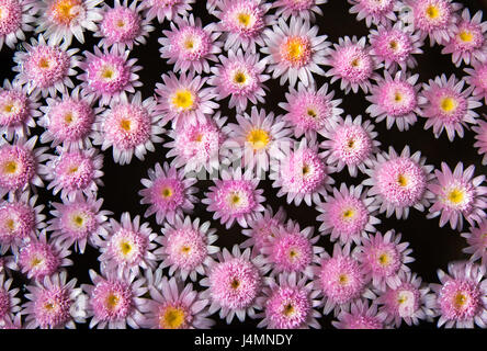 Daisy rose fleurs flottant dans l'eau. Banque D'Images