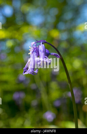 Fleur de Bluebell Banque D'Images