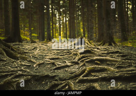 Chemin cahoteux plein de racines dans la forêt mystique. Banque D'Images