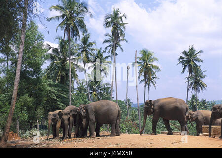 Le Sri Lanka, l'orphelinat des éléphants de Pinnawela, l'orphelinat d'éléphant d'Asie du Sud, île, île de l'état, province de Liège, Pinawela, fermer l'orphelinat d'éléphants, Kegalla, éléphants indiens, Elephas maximus Bengali's sis, l'élevage, l'installation, par l'état, protection des animaux, les animaux, les soins, les soins aux animaux, le lieu de destination, d'intérêt Banque D'Images