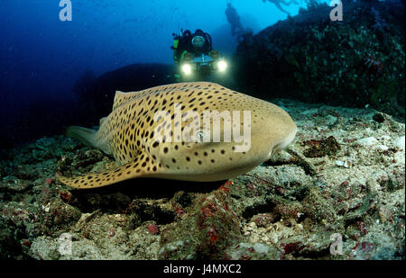 Leopard, le requin, l'Stegostaoma varium, diver Banque D'Images