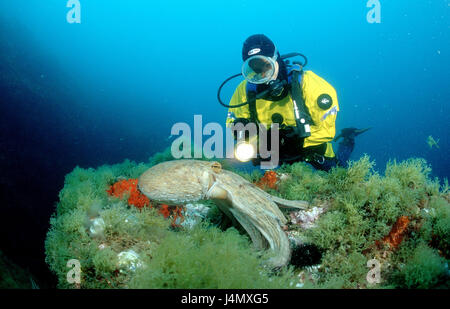 Poulpe commun, Octopus vulgaris, reef, diver Banque D'Images