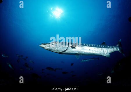 Grand barracuda, barracuda Sphyraena Banque D'Images