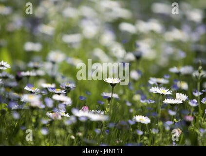 Flower meadow, Daisy, la nature, les plantes, arbres et fleurs, blanc, bleu, prix, peu de pluie fleur, printemps, été, moyenne, close-up Banque D'Images