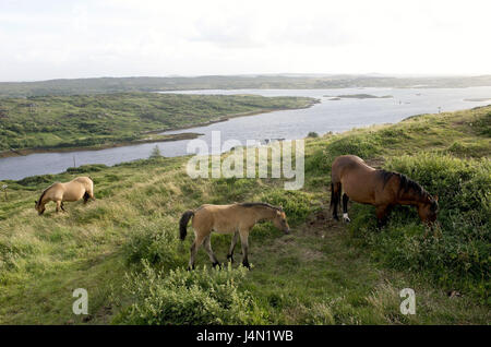 L'Irlande, Connacht, Connemara, comté de Galway, à Clifden, paysages côtiers, chevaux, Banque D'Images