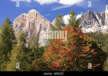 L'Italie, Trentino Tyrol du Sud, les Dolomites Tofana, Tu Rozes, bois, automne, Banque D'Images