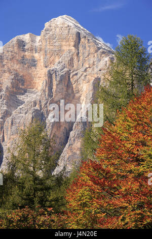 L'Italie, Trentino Tyrol du Sud, les Dolomites Tofana, Tu Rozes, bois, automne, Banque D'Images