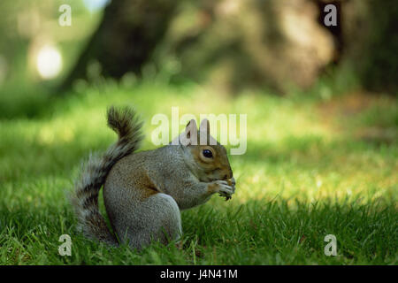 Pré, croissant, gris Sciurus carolinensis, manger, Banque D'Images