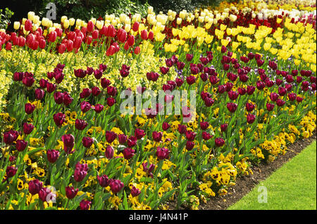 Parterre de fleurs, détail, tulipes, pensées, Banque D'Images