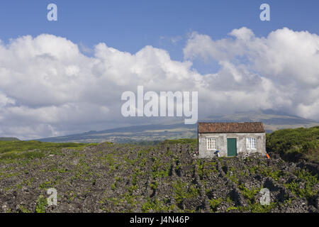 Le Portugal, île de Pico, la culture viticole, Banque D'Images