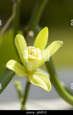 La vraie vanille, Vanilla planifolia, blossom, plante, orchidée, plante d'orchidée, vanille, Fleur de vanille, vanille, épices, plantes à fleurs, d'épices, arômes, Vanille, Banque D'Images