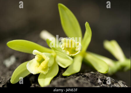 La vraie vanille, Vanilla planifolia, fleurs, plante, orchidée, plante d'orchidée, vanille, Fleur de vanille, vanille, épices, plantes à fleurs, d'épices, arômes, Vanille, Banque D'Images