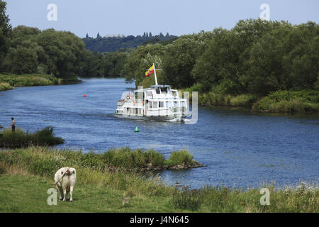 Allemagne, Mülheim dans la dysenterie, la dysenterie, la dysenterie, flux, port bateau, vache, Rhénanie du Nord-Westphalie, Mülheim-Mintard, Mülheim-Ickten, les paysages le long de la rivière, maison de vacances, navire flotte blanche, Banque D'Images