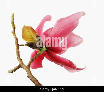 Magnolia, Magnolia sprengeri nom : var. 'Diva', Banque D'Images