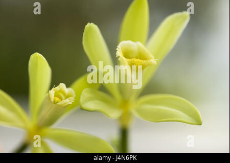 La vraie vanille, Vanilla planifolia, fleurs, plante, orchidée, plante d'orchidée, vanille, Fleur de vanille, vanille, épices, plantes à fleurs, d'épices, arômes, Vanille, Banque D'Images