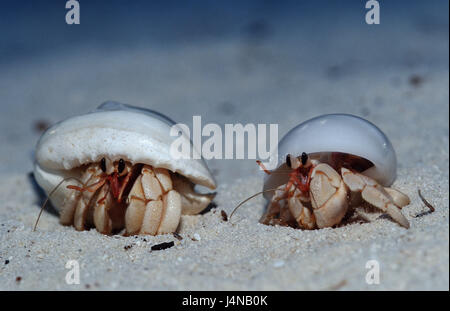 L'ermite, plage, Coenobita spec., Banque D'Images