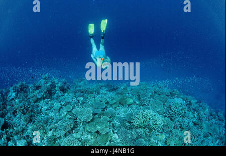 De tubas, mer, barrière de corail, Banque D'Images