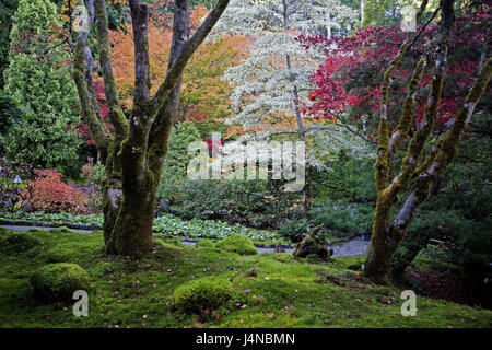 Canada, Colombie-Britannique, Vancouver Islande, Victoria, Botanical Garden, en Amérique du Nord, Colombie Britannique, la destination, le lieu d'intérêts, jardin, parc, Parc, plantes, tourisme, déserte, Banque D'Images