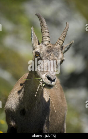 La France, de l'alp Capricorne, Capra ibex, manger, de l'herbe, à l'extérieur Banque D'Images