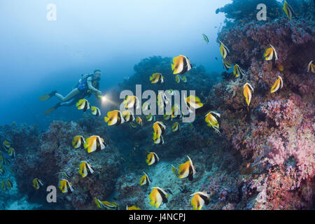 Les masques de poissons et des plongeurs, pennant Heniochus monoceros, les Maldives, Himendhoo thila, le North Ari Atoll, Banque D'Images