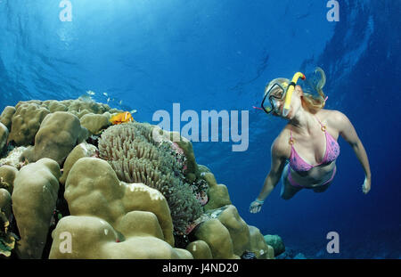 Schnorchlerin, Coral Reef, Maldives-poisson de l'anémone, Amphiprion nigripes, Banque D'Images