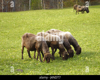 Moutons, pâturage, Banque D'Images