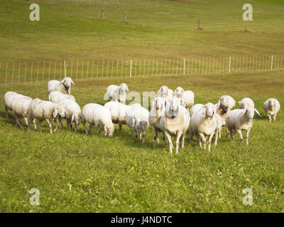 Moutons, pâturage, Banque D'Images