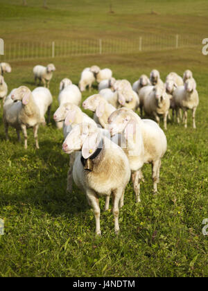 Moutons, pâturage, Banque D'Images