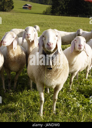 Moutons, pâturage, Banque D'Images