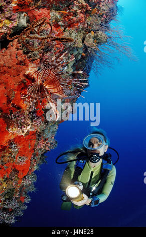 Barrière de corail, mer, Steilwand, plongeur, antennes-le-feu, poisson Pterois antennata, Banque D'Images