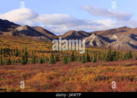 Les USA, Alaska, Zentralalaska, parc national Denali, en Alaska pour classer, automne, Banque D'Images