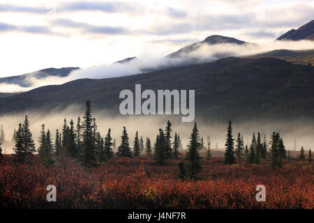 Les USA, Alaska, Zentralalaska, parc national Denali, en Alaska pour classer, brouillard, automne, Banque D'Images