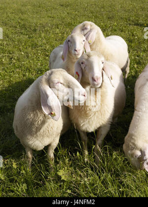 Moutons, pâturage, Banque D'Images