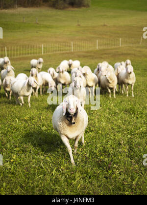 Moutons, pâturage, Banque D'Images