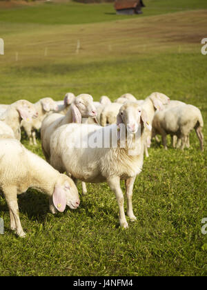 Moutons, pâturage, Banque D'Images