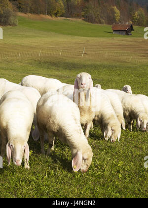 Moutons, pâturage, Banque D'Images