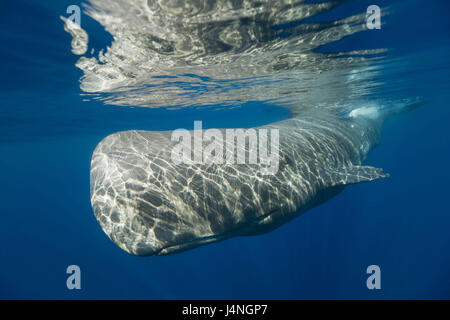 L'enregistrement sous-marin, cachalot, Physeter catodon, monde animal, animaux de compagnie, baleine, baleine, femme, cachalot baleine à dents, vache, mammifère marin, l'Atlantique, mer, grand cétacé, Banque D'Images