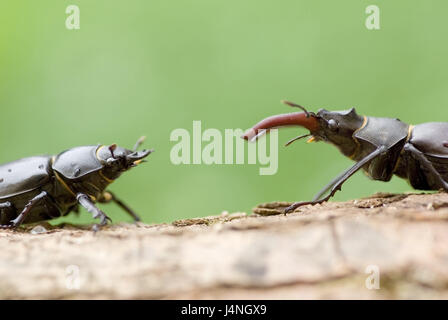 Stag beetles, Lucanus cervus, petits hommes, femmes, rencontre, aperçu, la Suisse, la nature, les animaux, le monde animal, les insectes, les coléoptères, deux, couple, leaf beetle avertisseur d'incendie, tailleur, tailleur, imago, vers, les bois, Mandibeln, fluage, fluage, recherche du partenaire, la saison d'accouplement, rarement, menace, menace, personne, l'écorce, Banque D'Images