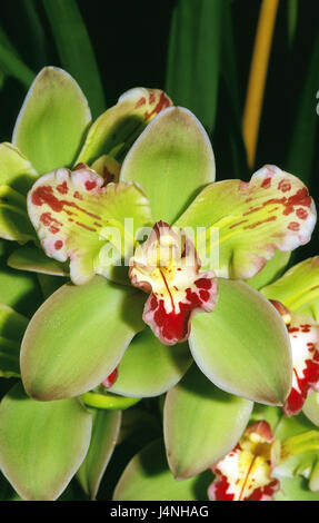 Orchid, Cymbidium, blossom, détail, Banque D'Images