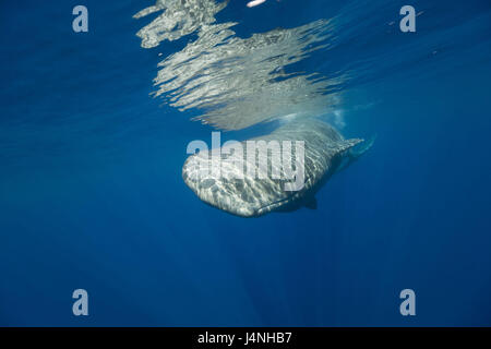 L'enregistrement sous-marin, cachalot, Physeter catodon, monde animal, animaux de compagnie, baleine, baleine, femme, cachalot baleine à dents, vache, mammifère marin, l'Atlantique, mer, grand cétacé, Banque D'Images