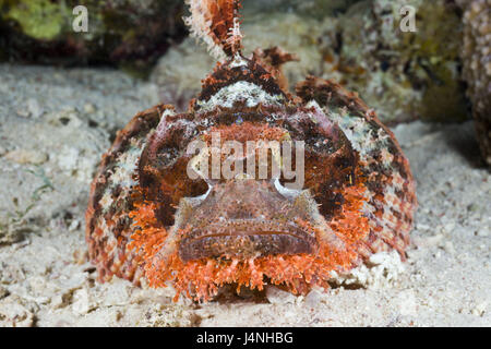 Poisson scorpion barbu, Scorpaenopsis oxycephalus, Egypte, Marsa Alam, animal, poisson, poissons marins, poissons scorpion, poison sting, Sting, dos, toxically toxiques, corail, coraux, Banque D'Images