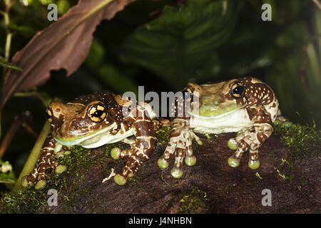 Les fosses d'arbres feuillage-toad, grenouille, deux Phrynohyas resinifictrix, s'asseoir, Banque D'Images